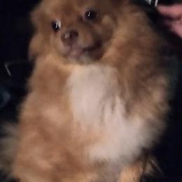 Pomeranian All Grown Up from Sparta Poms
