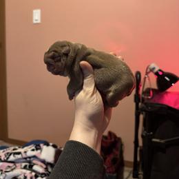 Girl 1 - Chocolate tri-color female Bulldog puppy in Bonney Lake, Washington from Sitka spruce bulldogs