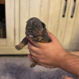 Boy 3 - Blue tri-color male Bulldog puppy in Hopkins, Missouri from Mowry Creek Mini Aussiedoodles and More