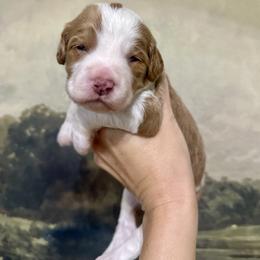 Sinatra - Red male Assorted Doodle Crosses puppy in West Monroe, Louisiana from Southern Haven Doodles