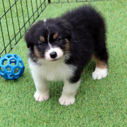 Australian Shepherd Puppies from Briarbrook Australian Shepherds