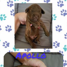 Poodle Puppies from Paw Print Farms