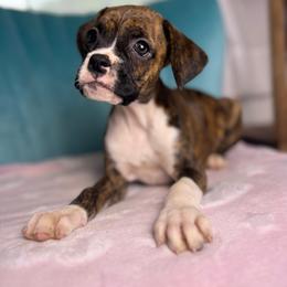 Girl 4 - Brindle female Boxer puppy in Prestonsburg, Kentucky from Diamond Standard Boxers