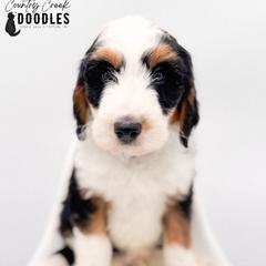 Graham - male Australian Mountain Doodle puppy in Tipton, Indiana from Country Creek Doodles