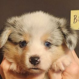 Blue merle male 1 - Blue merle and white male American Corgi puppy in Hampton, Tennessee from TC Farms Stock Dogs - Miniature Australian Shepherds