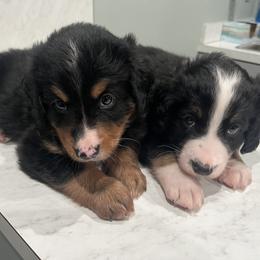 Bernedoodle Puppies from Cove Creek Companions
