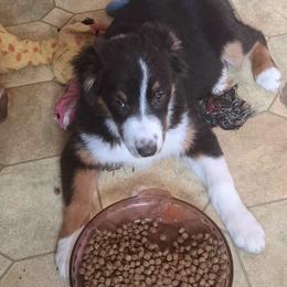 HEIDI - Black tri-color female Australian Shepherd puppy in Elk Creek, Missouri from Hearts on Fire Australian Shepherds