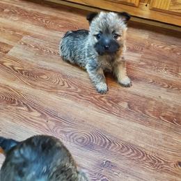Cairn Terrier Puppies from Ferguson's Cairn Terriers