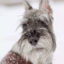 Standard Schnauzers from Cetah Standard Schnauzers