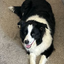 Spirit - Border Collie