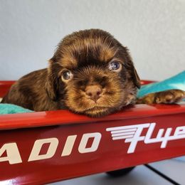 Iris - Chocolate female Cavalier King Charles Spaniel puppy in Marshfield, Missouri from Clearview Kennels