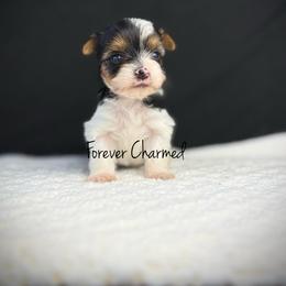 Girl 2 - Black tan and white female Biewer Terrier puppy in Lathrop, California from Forever Charmed