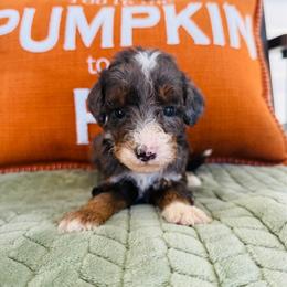 Cash - Merle male Goldendoodle puppy in Auburn, Indiana from Martin’s Doodles