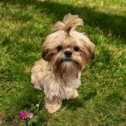 Red Collar - Black gold and white Shih Tzu puppy in Norwalk, California from Shitz Show