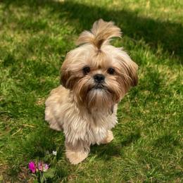 Red Collar - Black gold and white Shih Tzu puppy in Norwalk, California from Shitz Show