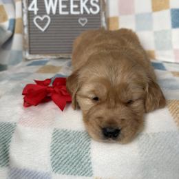 Golden Retriever Puppies from Hailey’s goldens
