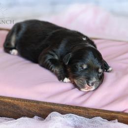 Girl 2 - Black tri-color female Australian Shepherd puppy in Athens, Alabama from SunSet Ranch Aussies