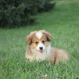 Toby - Red male Pembroke Welsh Corgi puppy in St. Charles, Iowa from Kim Boyle's Pembroke Welsh Corgis
