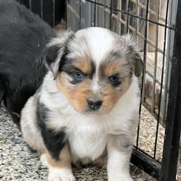 Leaf - Blue merle male Toy Australian Shepherd puppy in Nocona, Texas from Rafter O Toy Aussies and Mini Heelers