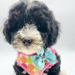 Nebula - Tri-color female Bernedoodle puppy in Thornville, Ohio from Four Front Doodles & Friends