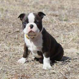 Maddie (New Photos and Video) - Brindle and white female Boston Terrier puppy in Brooksville, Florida from I Love Pups