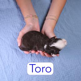 Toro - Chocolate male Assorted Doodle Crosses puppy in Calhoun, Georgia from Happy Top Doodles