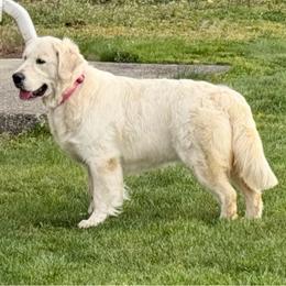 Ovatsiya - Golden Retriever