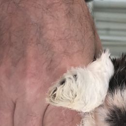 Shih Tzu Puppies from Sandi's Shih Tzu