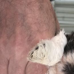 Shih Tzu Puppies from Sandi's Shih Tzu