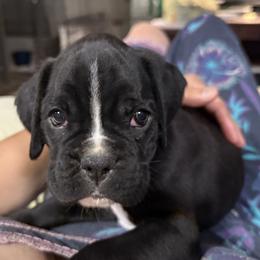 Dante - Brindle male Boxer puppy in Taft, Tennessee from Hillbillie Boxers