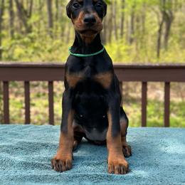 Black girl - Light green collar - Black and rust female Doberman Pinscher puppy in Old Bridge, New Jersey from Wizard Ost Revolution kennel