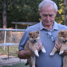 Shiba Inu and Siberian Husky Puppies from Rita Montgomery