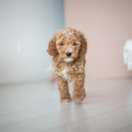 Goldendoodle Puppies from Dashing Doodle Pups