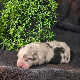 YoHo - Blue merle female Australian Shepherd puppy in Wheatland, Wyoming from Jorvik Australian Shepherds