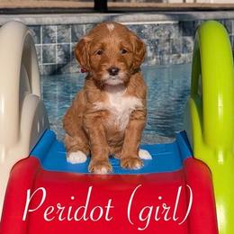 Peridot - Red  female Goldendoodle puppy in Beverly Hills, Florida from Bundle of Joy Doodles