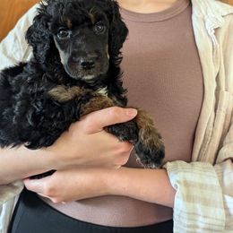 Poodle Puppies from New Hope Standard Poodles