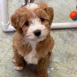 Australian Labradoodles from All Star Breeders of Labradoodles