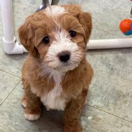 Australian Labradoodles from All Star Breeders of Labradoodles