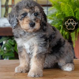 Rayna - Merle female Bernedoodle puppy in Allerton, Iowa from Jewell Kennels