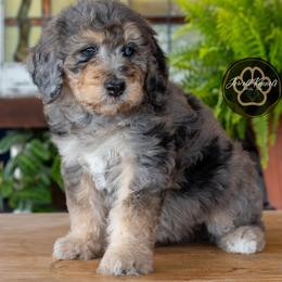 Rayna - Merle female Bernedoodle puppy in Allerton, Iowa from Jewell Kennels