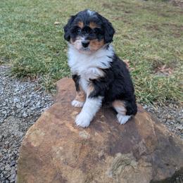 Sadie - Tri-color female Bernedoodle puppy in Beach City, Ohio from Blue Cloud Doodles