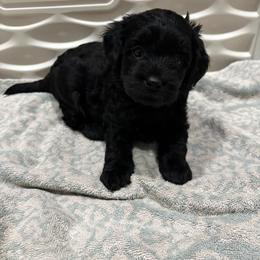 Green-Mini - Black male Goldendoodle puppy in Millville, New Jersey from Michelle's Doodles