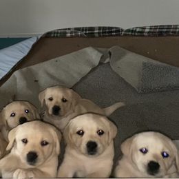 Labrador Retriever Puppies from Tobyan Labradors