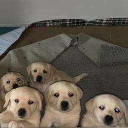 Labrador Retriever Puppies from Tobyan Labradors