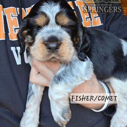 Comet - Black white and tan male English Springer Spaniel puppy in Ocoee, Tennessee from Ocoee Mountain Springers
