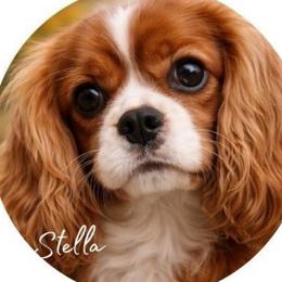 Stella - Cavalier King Charles Spaniel
