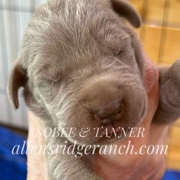 Silver Lilac Tanpoint - Silver male Great Dane puppy in Greenville, South Carolina from Allen’s Ridge Ranch