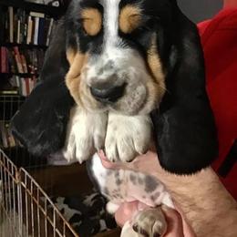 Basset Hound Puppies from Honey Moon Hounds