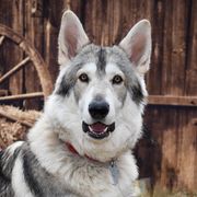 Northern Inuit Dogs from Squam River American Northern Inuit Dogs
