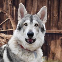 Northern Inuit Dogs from Squam River American Northern Inuit Dogs